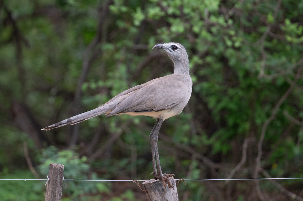 Cariama de Burmeister - ML617733784