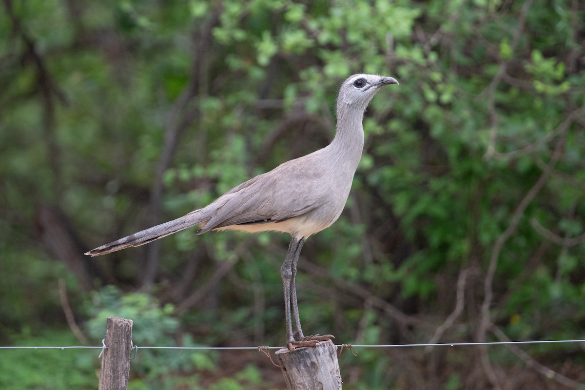 Cariama de Burmeister - ML617733785