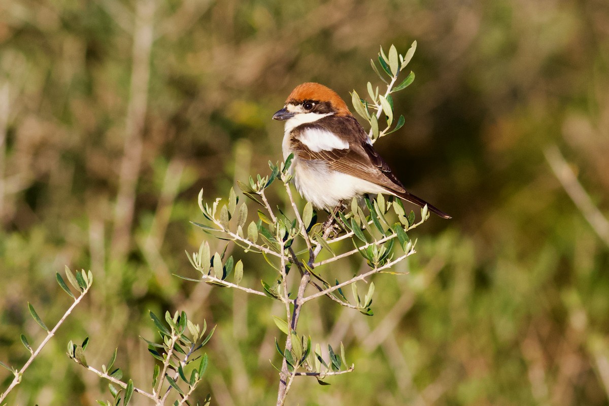 Woodchat Shrike (Balearic) - ML617733803