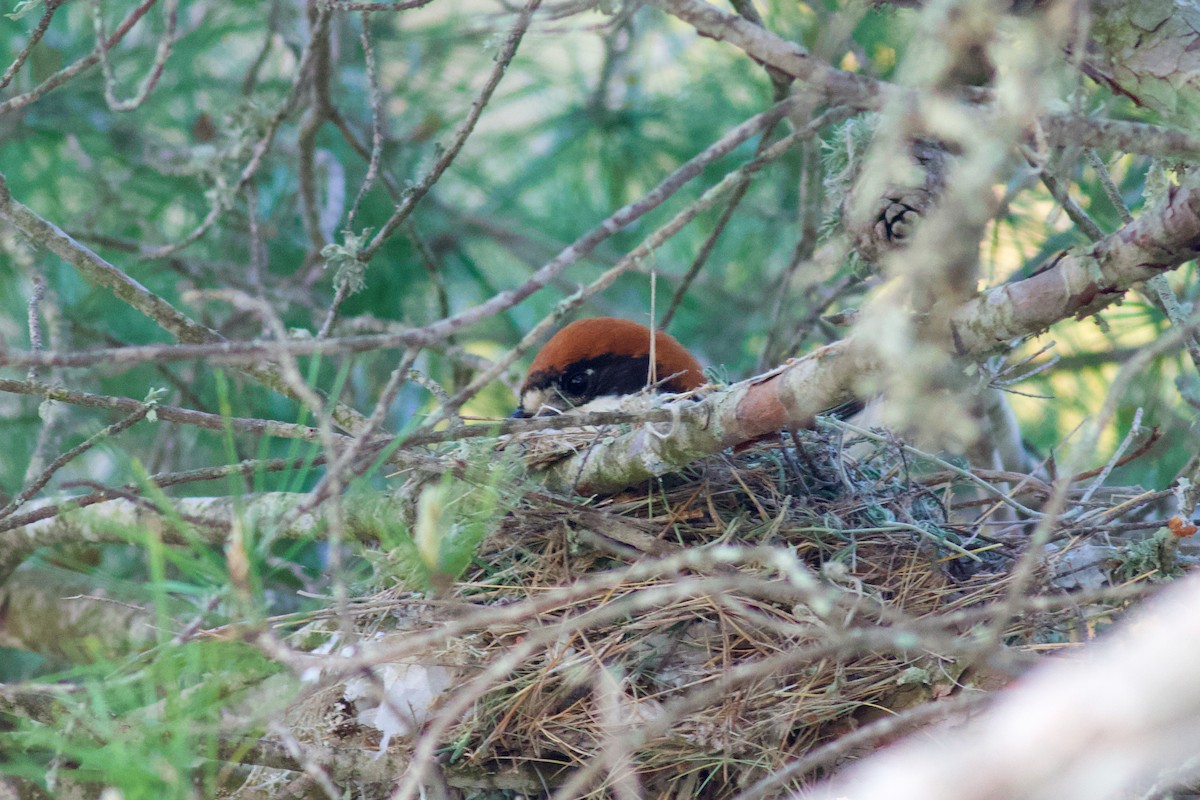 Woodchat Shrike (Balearic) - ML617733804