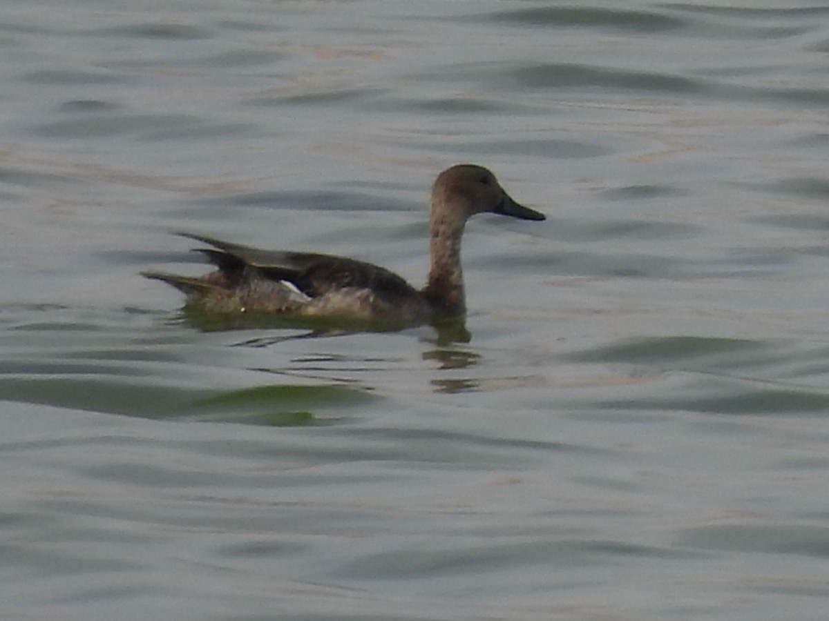 Northern Pintail - Timothy Kasper