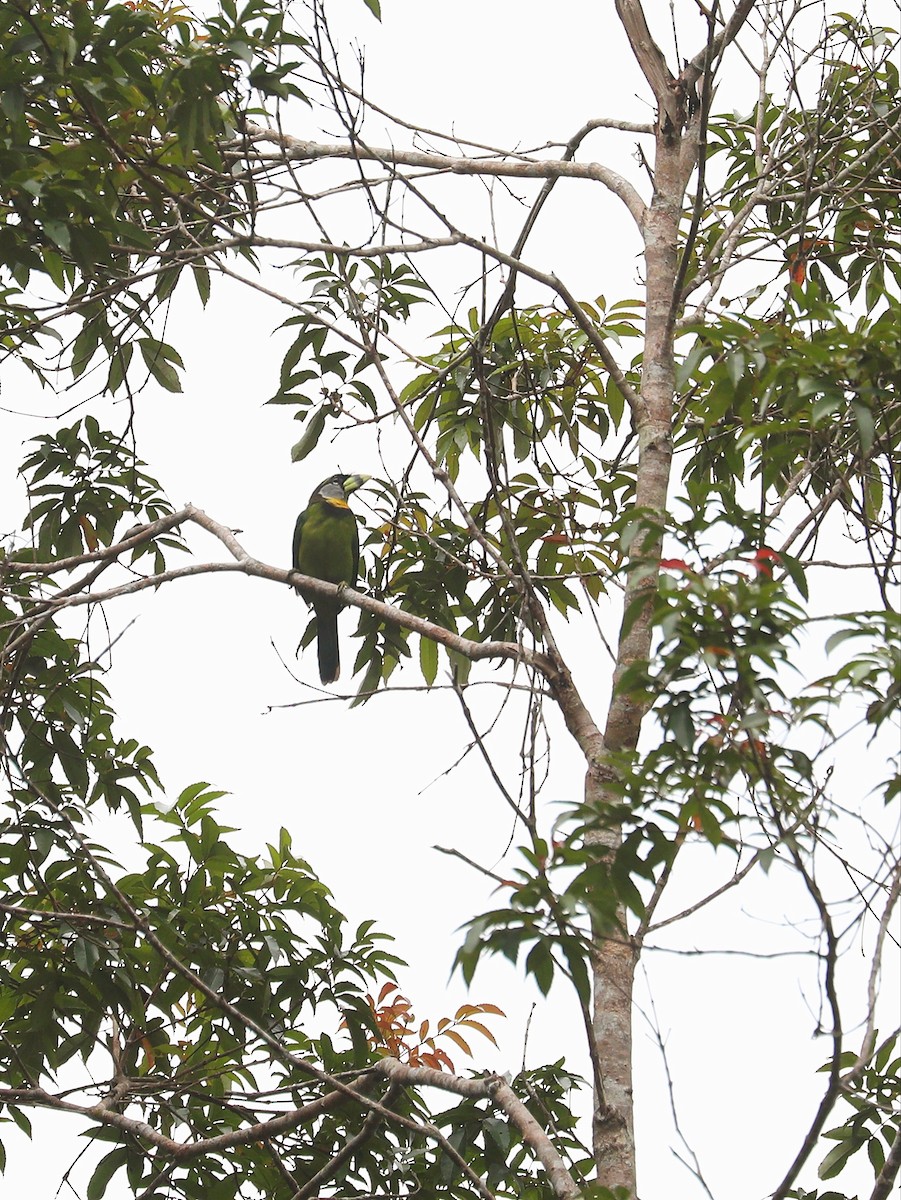 Fire-tufted Barbet - ML617733876