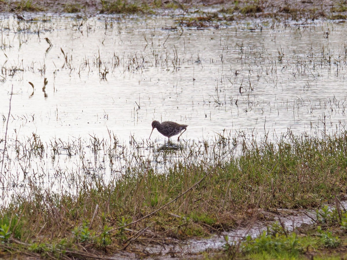 Spotted Redshank - ML617733891