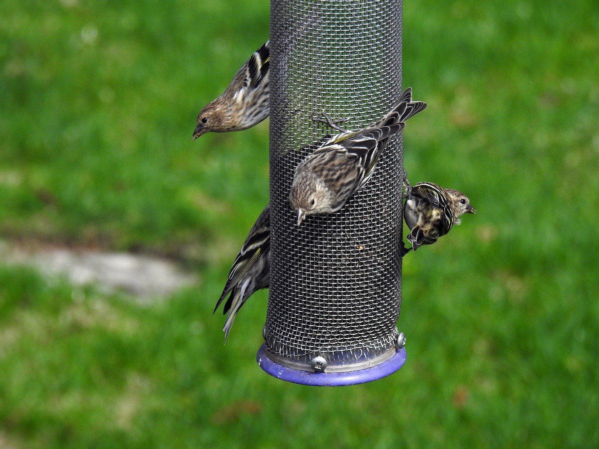 Pine Siskin - Kayo Roy