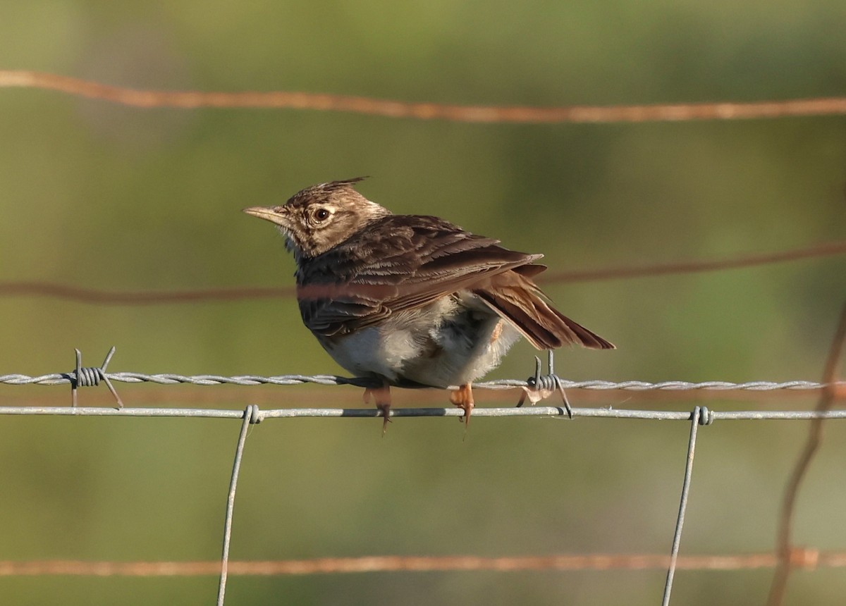 Crested Lark - ML617733969