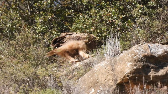 Eurasian Eagle-Owl - ML617733970