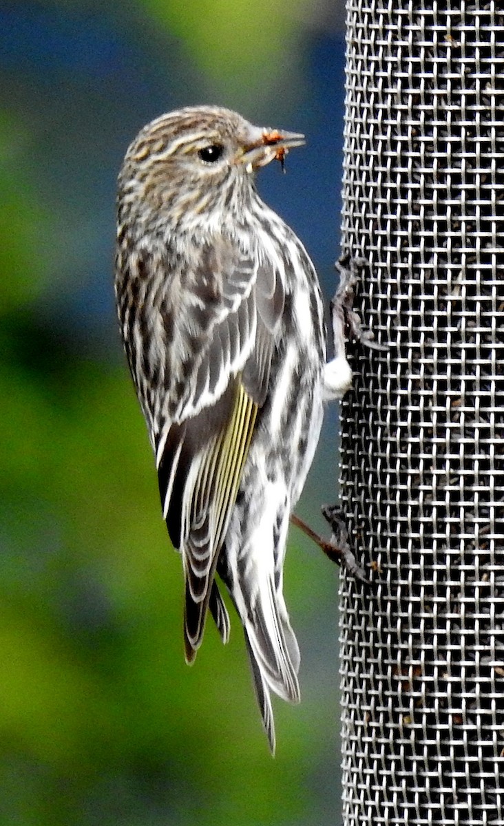 Pine Siskin - ML617733985