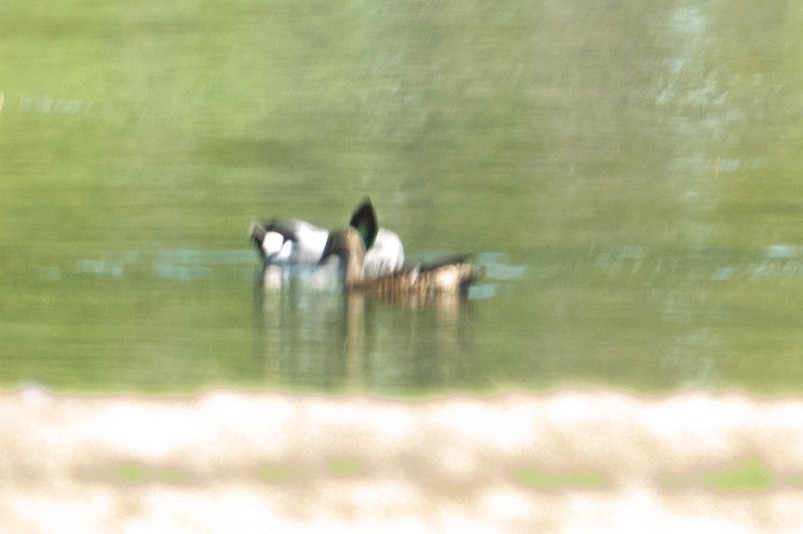 Falcated Duck - Scott Stafford