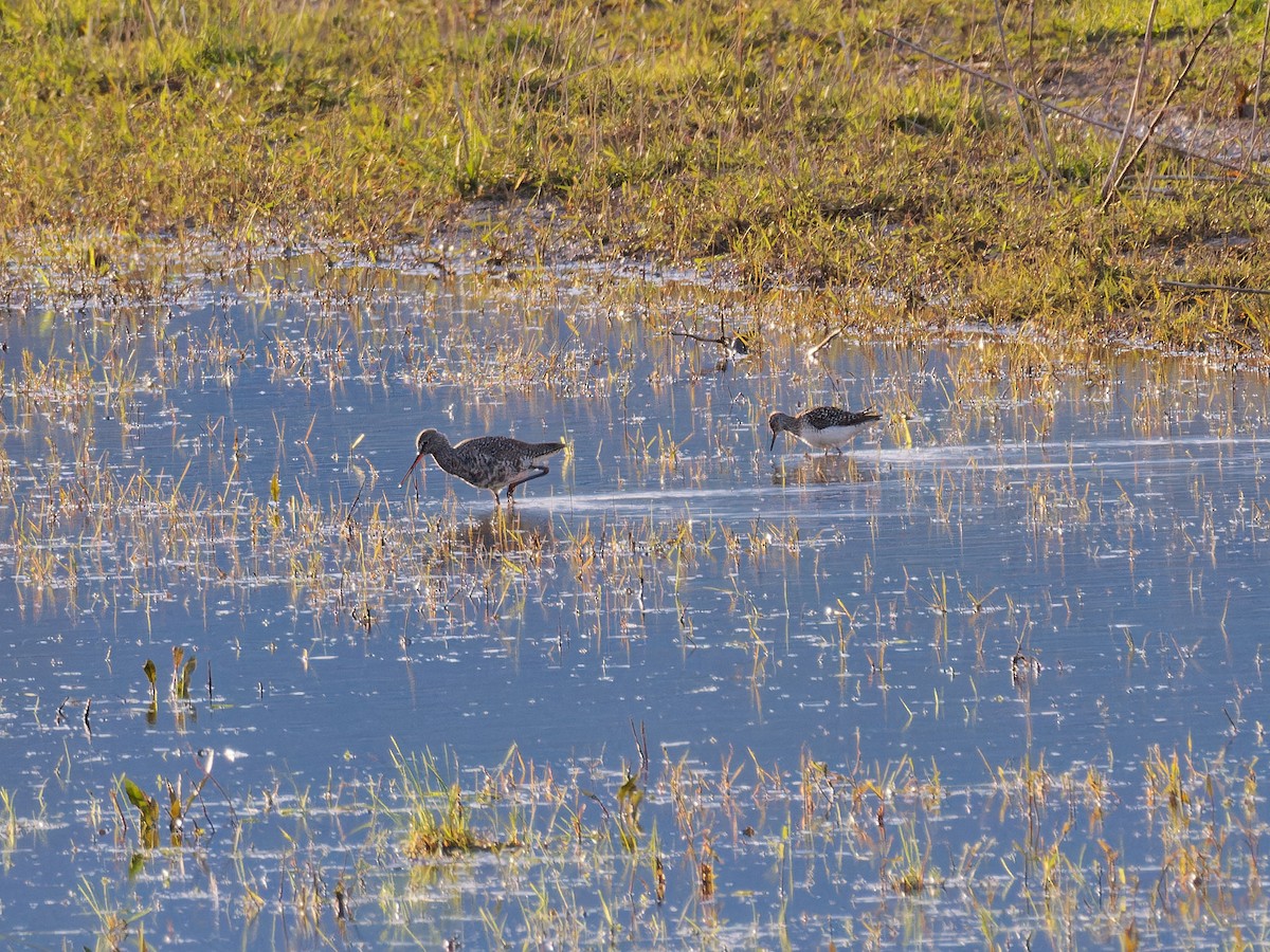 Spotted Redshank - ML617734000