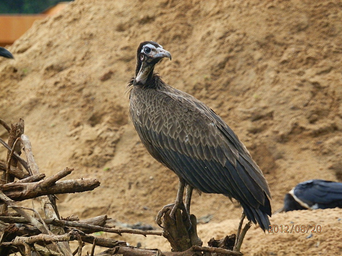 Hooded Vulture - ML617734014