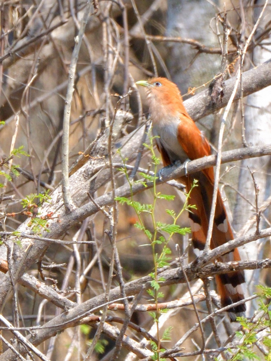 Squirrel Cuckoo (West Mexico) - Isain Contreras