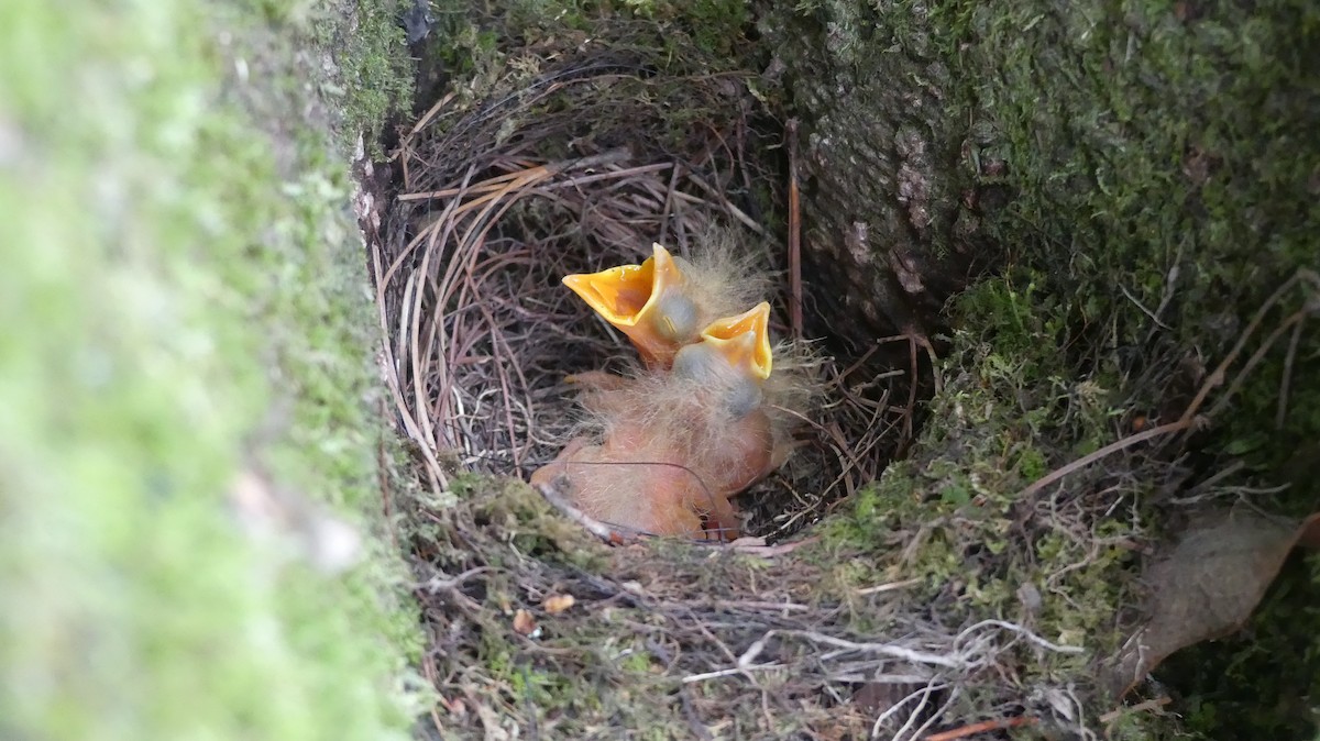 White-throated Thrush (White-throated) - ML617734029