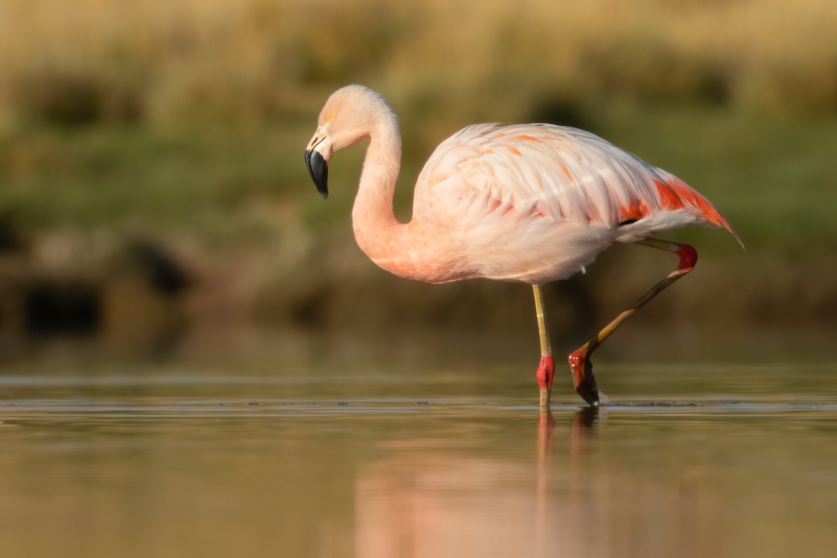 Chilean Flamingo - Ilya Povalyaev