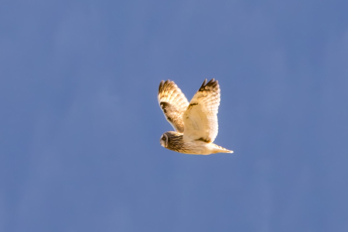 Short-eared Owl - Scott Fischer