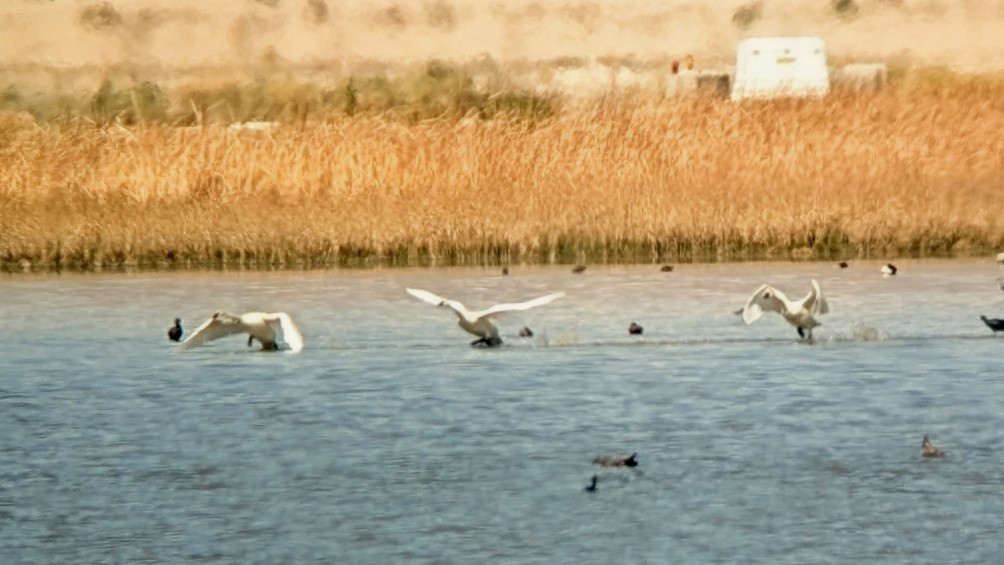 Tundra Swan - Kris Dunlap