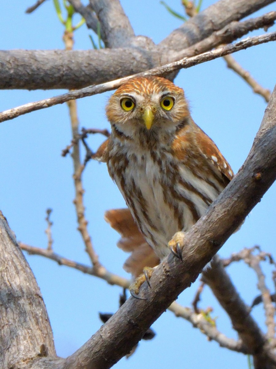 Ferruginous Pygmy-Owl - Isain Contreras