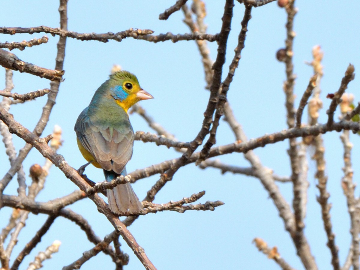 Orange-breasted Bunting - Isain Contreras