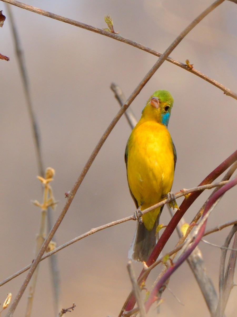 Orange-breasted Bunting - Isain Contreras