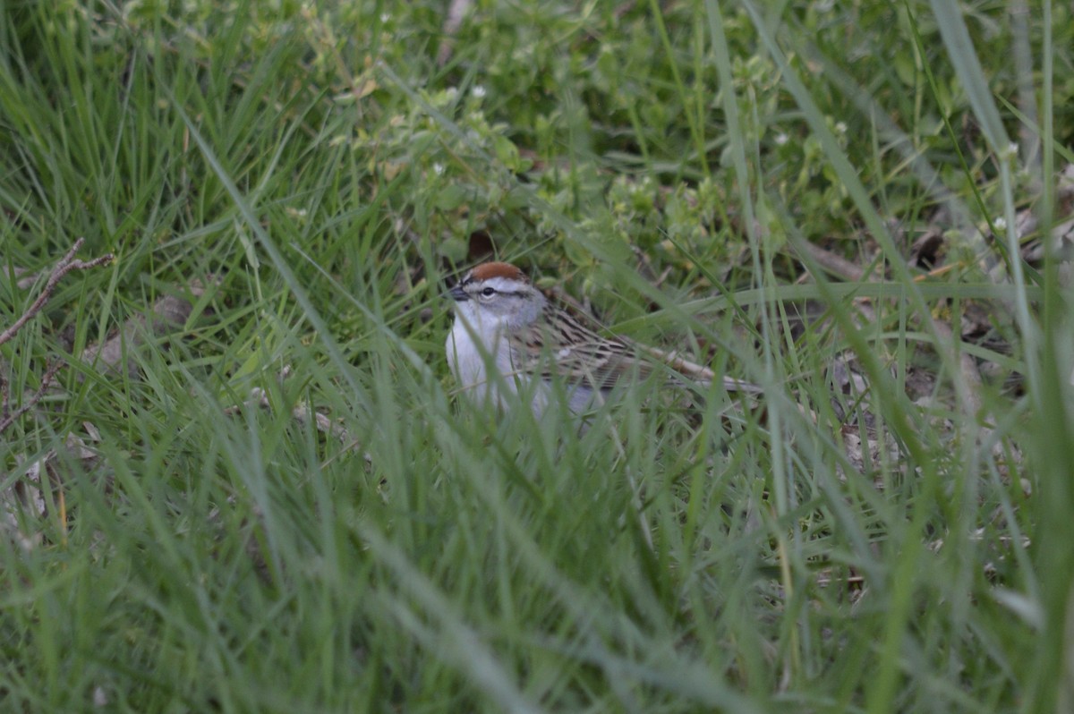 Chipping Sparrow - ML617734183