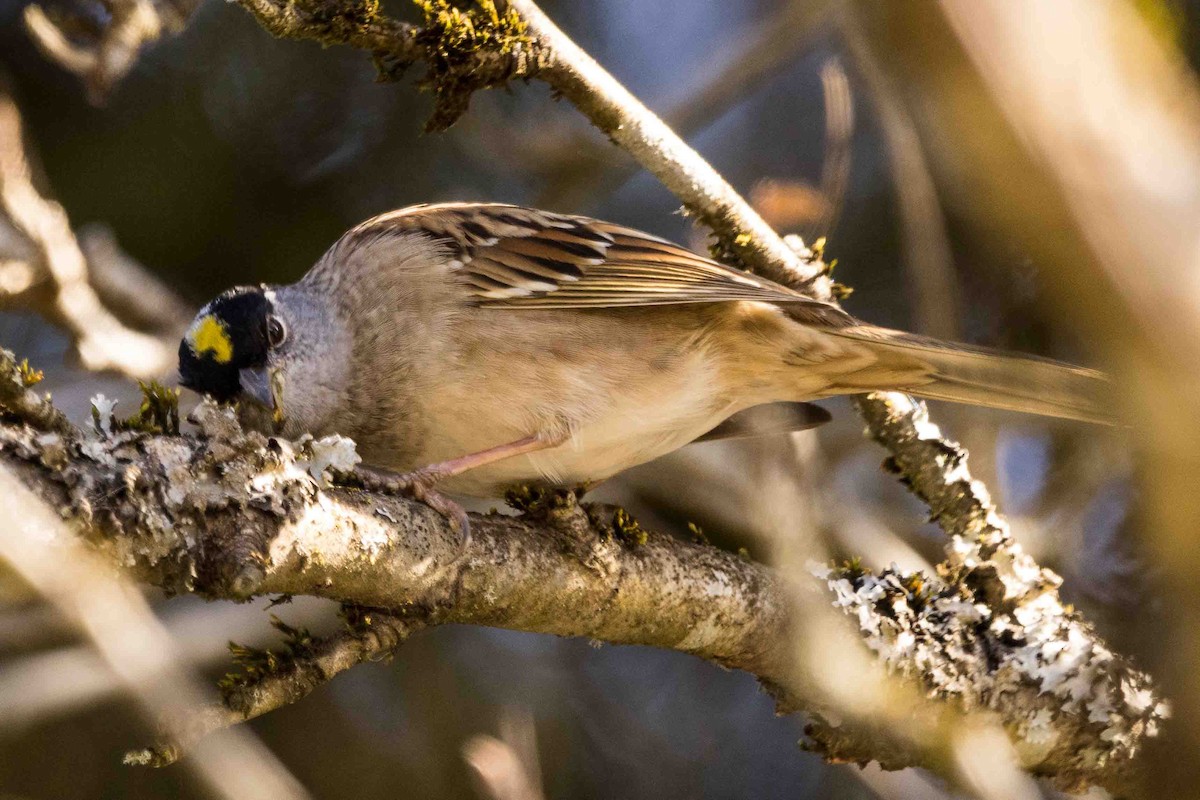Golden-crowned Sparrow - Scott Fischer