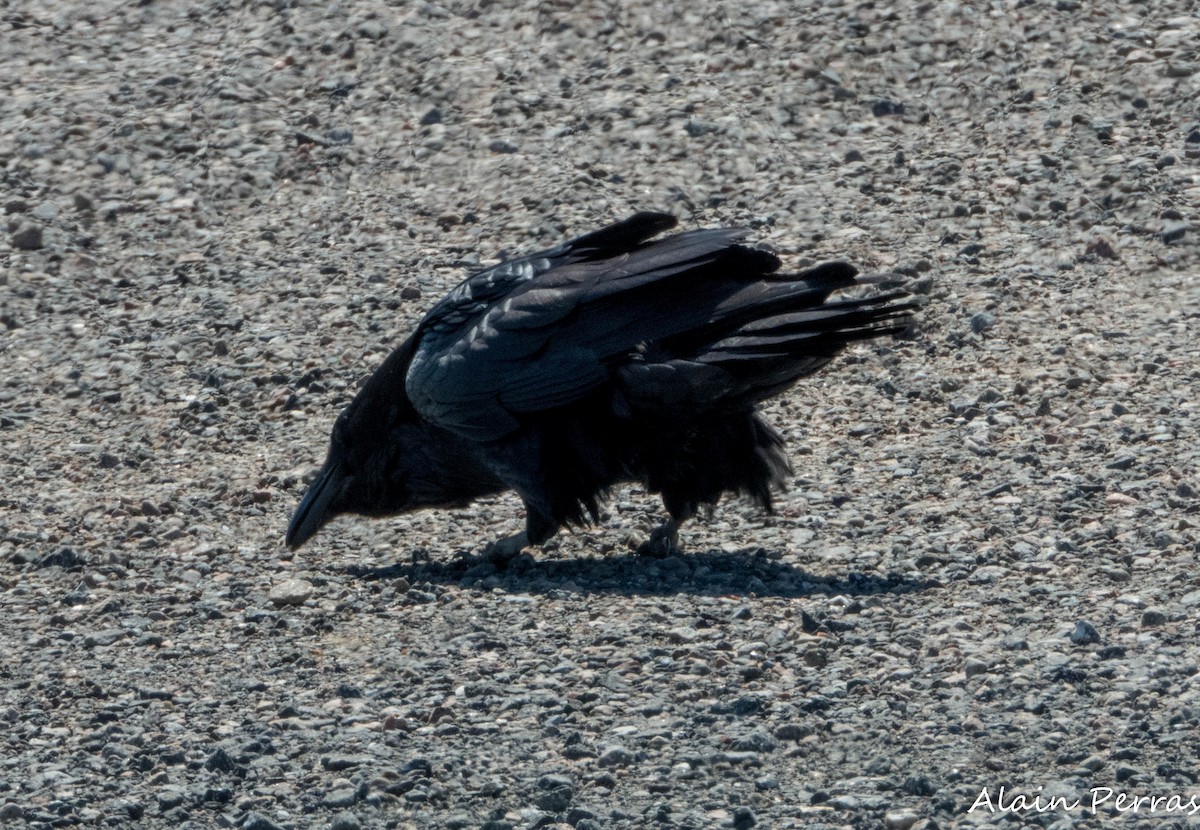 Common Raven - Alain Perras