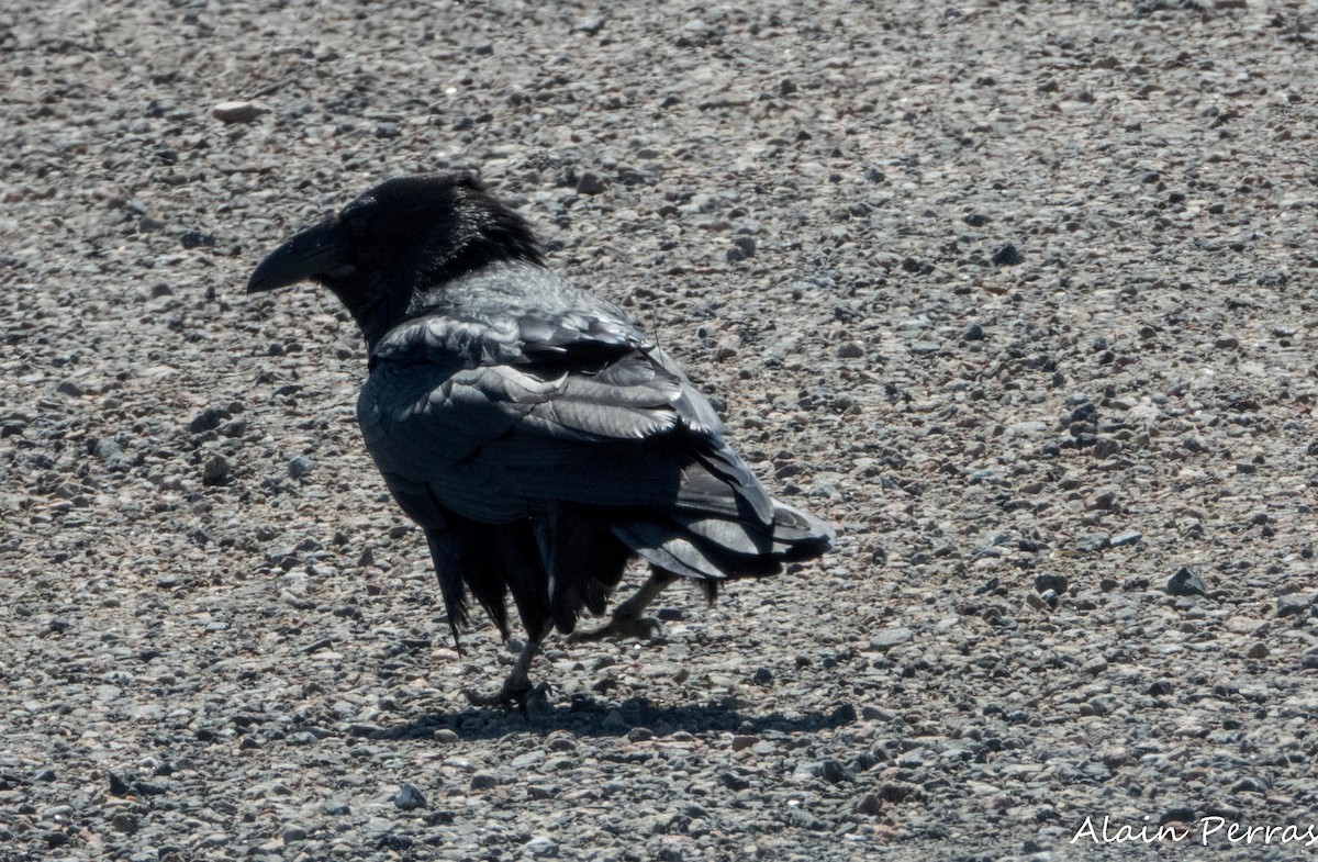 Common Raven - Alain Perras