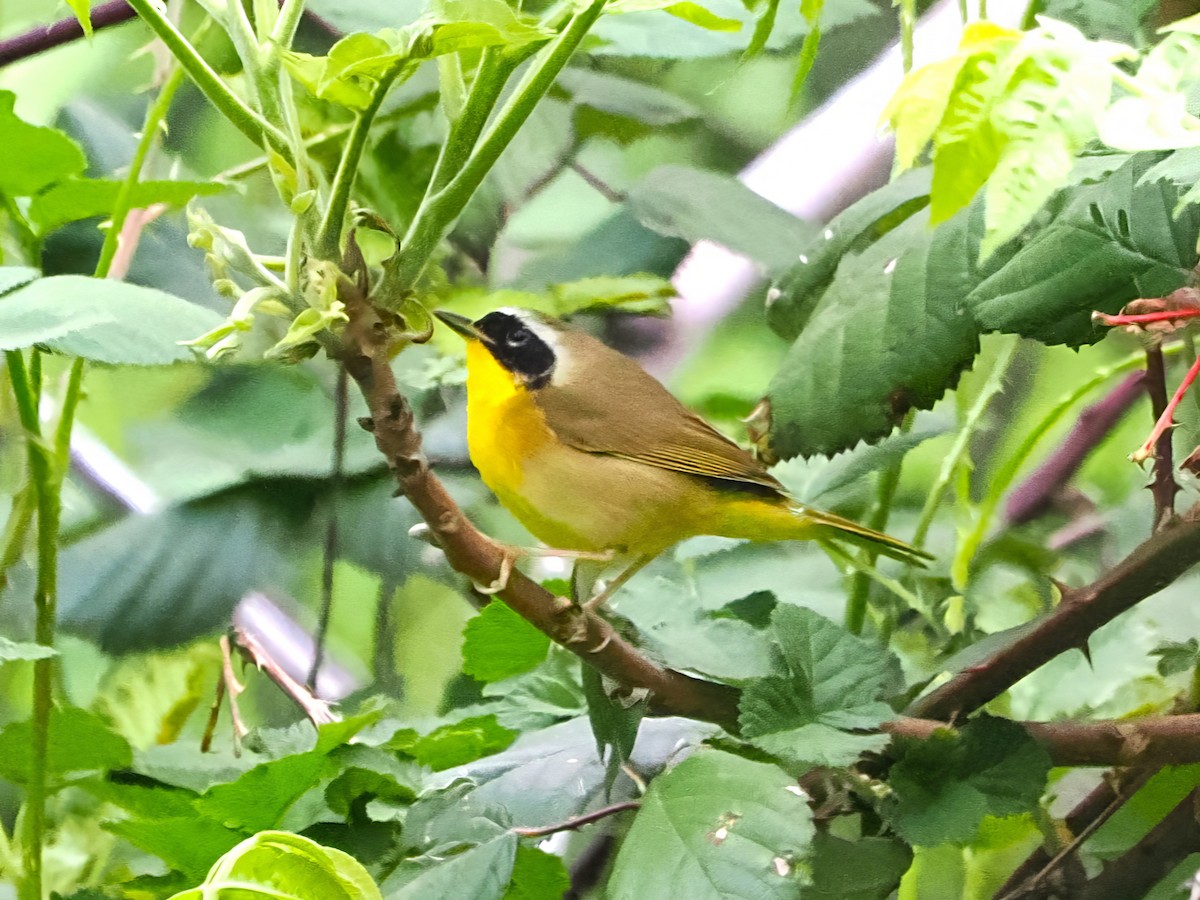 Common Yellowthroat - ML617734213