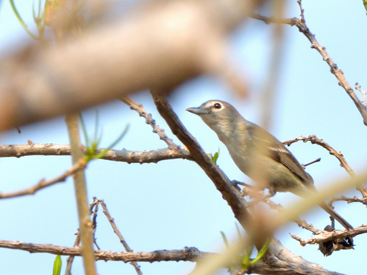 Plumbeous Vireo - Isain Contreras