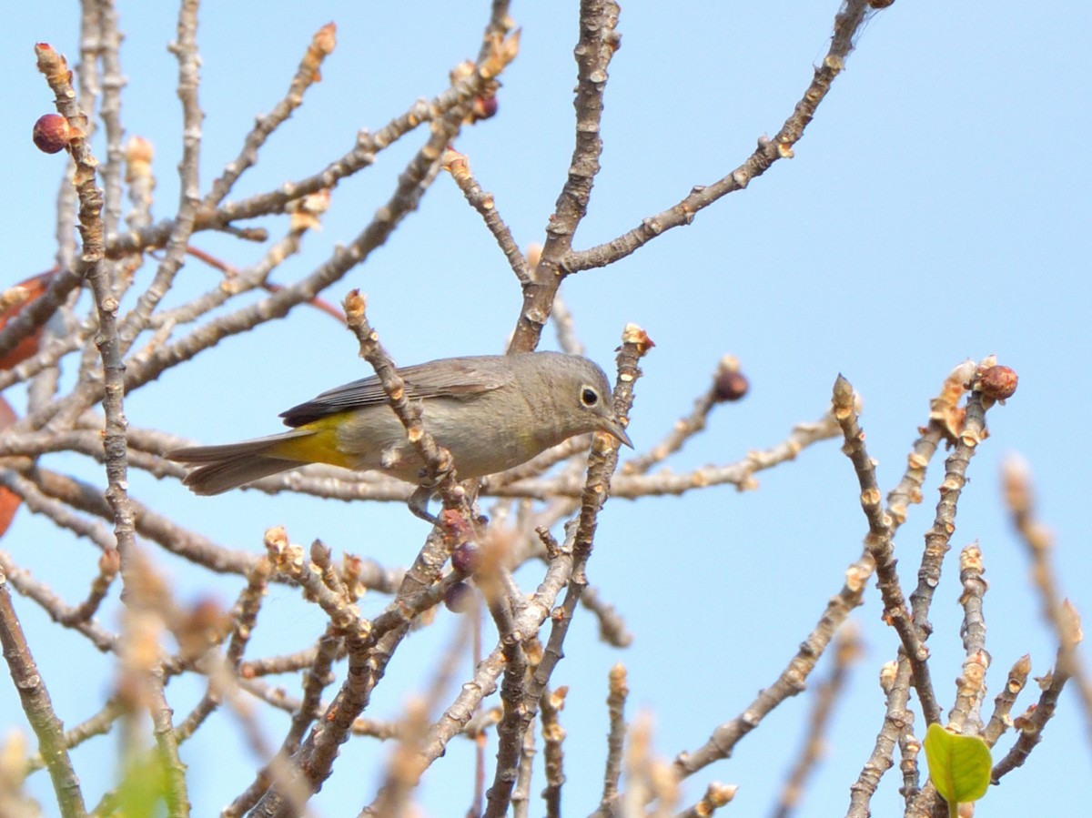 Virginia's Warbler - Isain Contreras