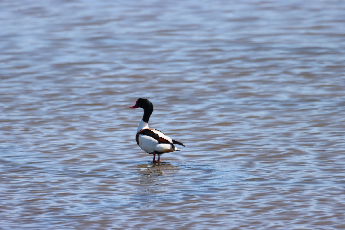 Common Shelduck - ML617734323