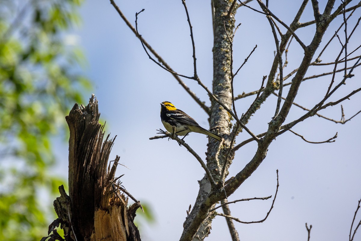 Golden-cheeked Warbler - Jenan Taha