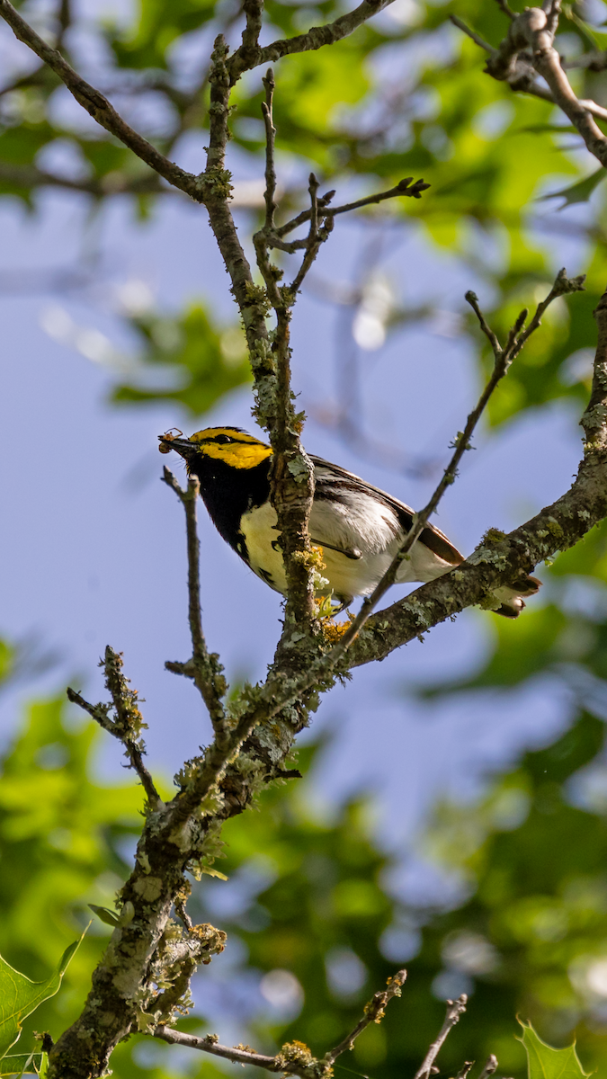 Golden-cheeked Warbler - ML617734353