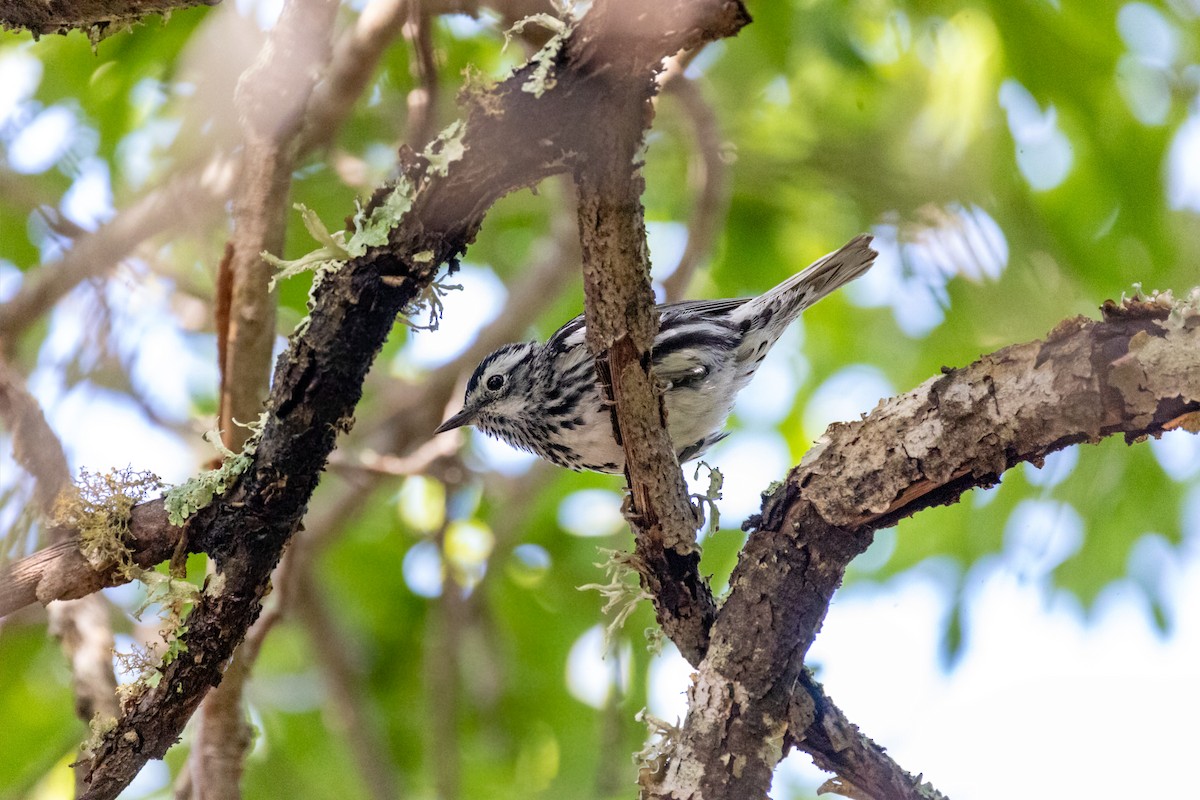 Black-and-white Warbler - ML617734359