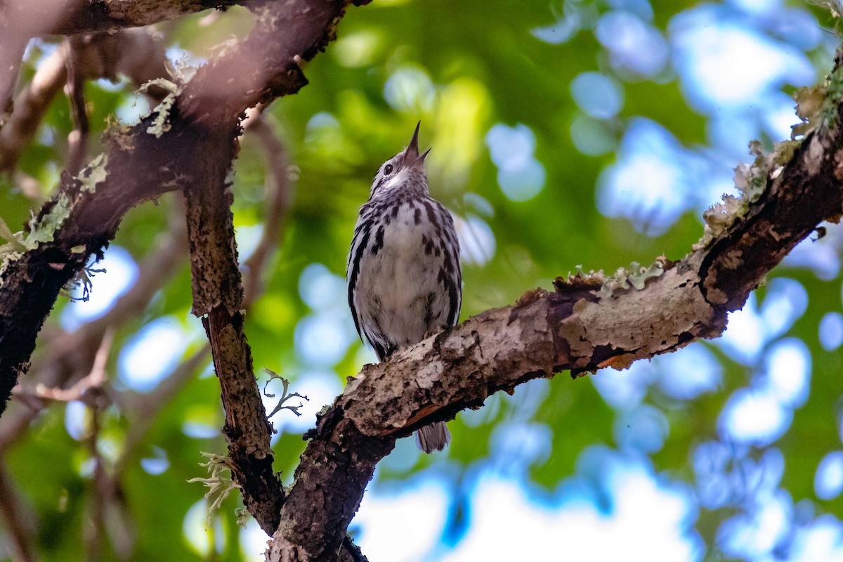 Black-and-white Warbler - ML617734360