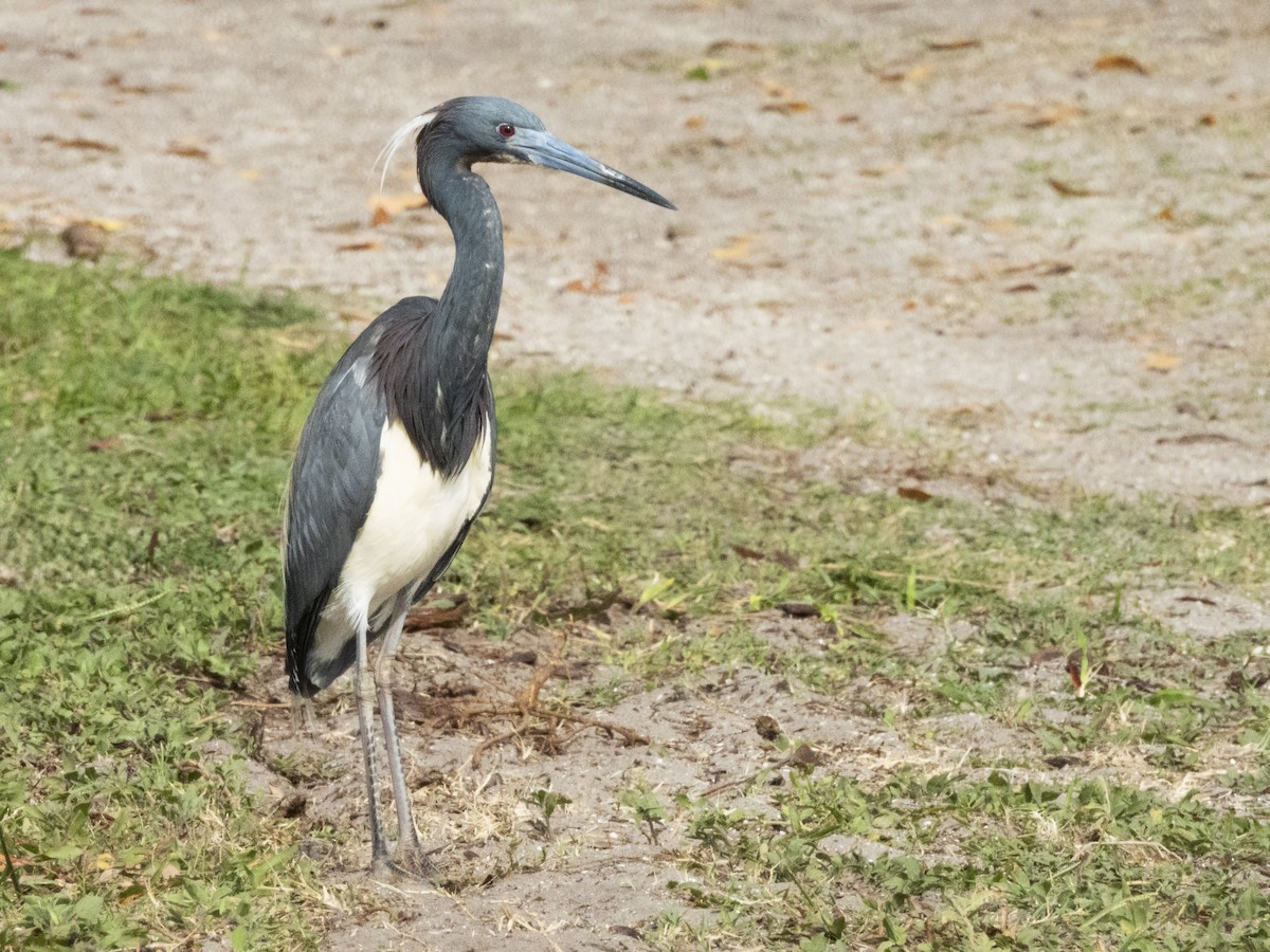 Tricolored Heron - ML617734403