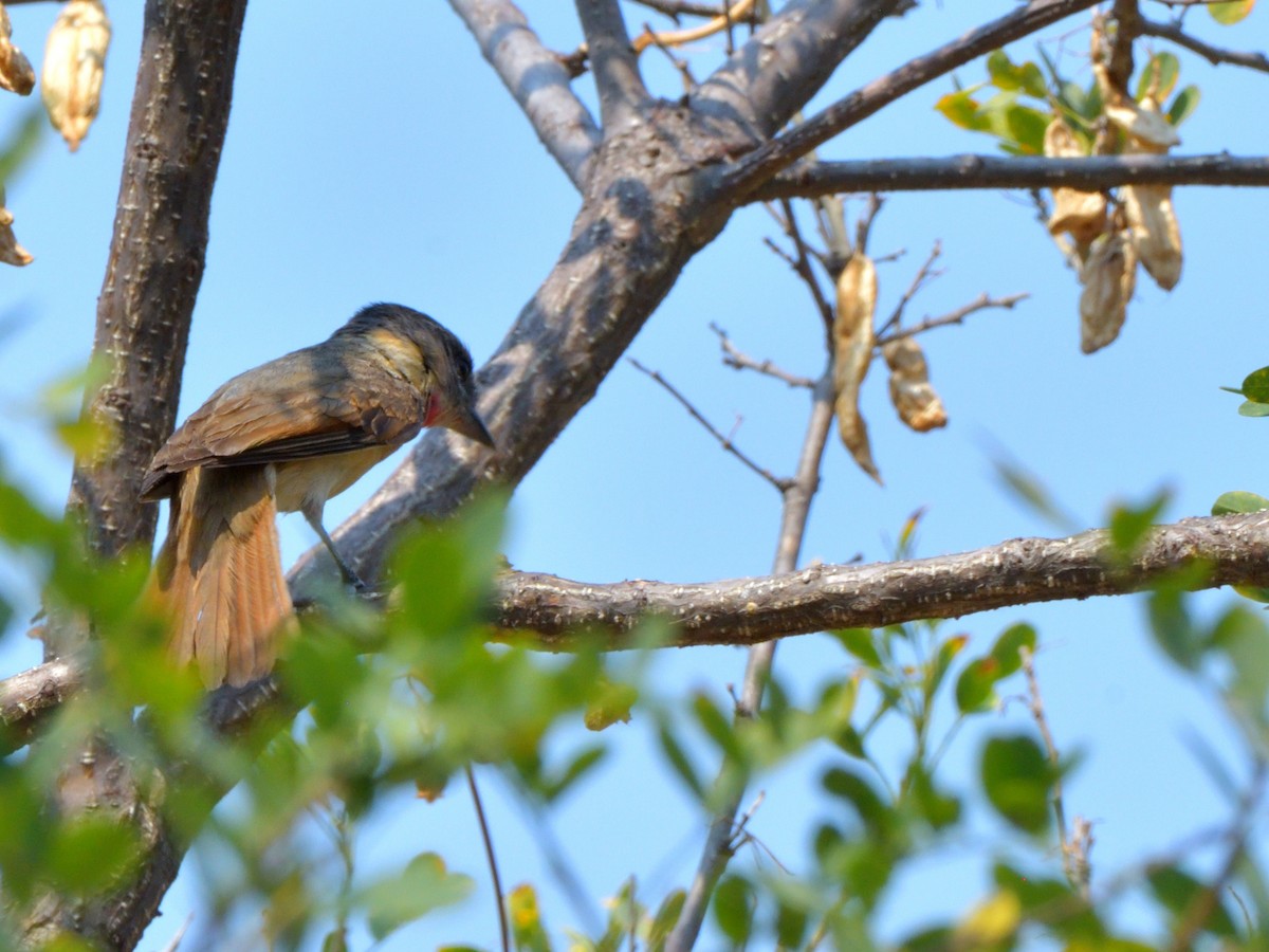 Rose-throated Becard - Isain Contreras