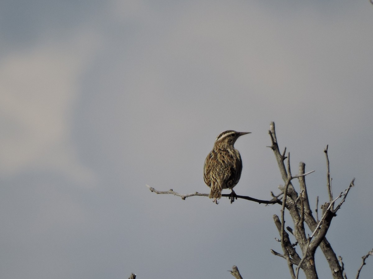 Western/Chihuahuan Meadowlark - ML617734469