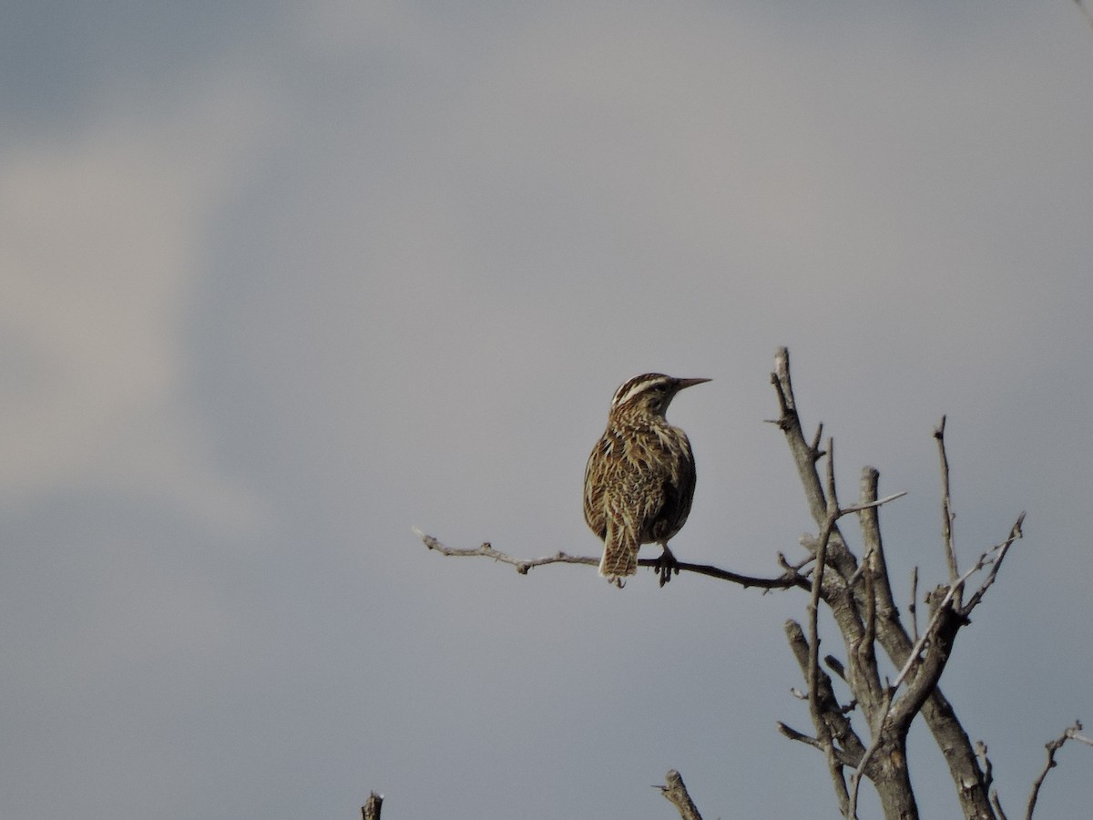 Western/Chihuahuan Meadowlark - ML617734471