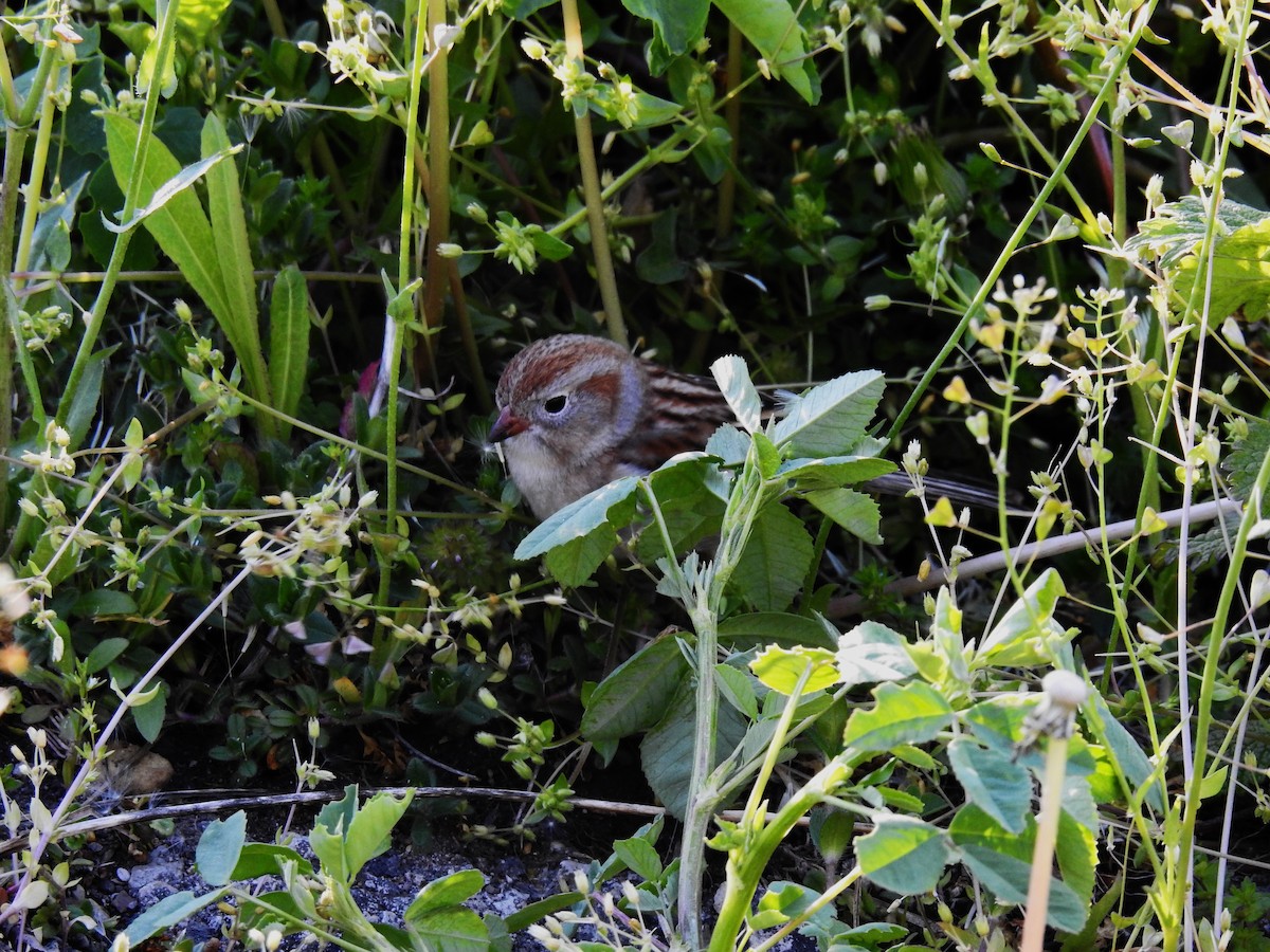 Field Sparrow - Bob Bryerton