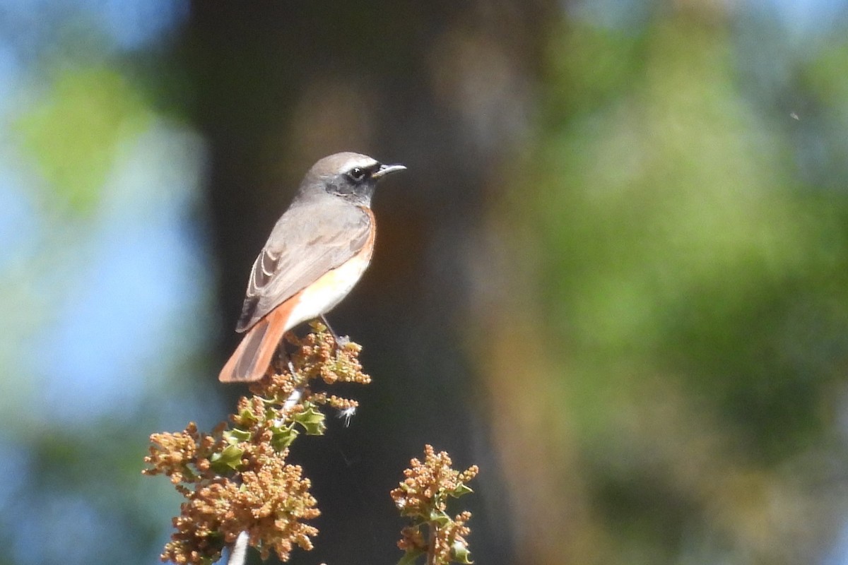 Common Redstart - Juan Manuel Pérez de Ana