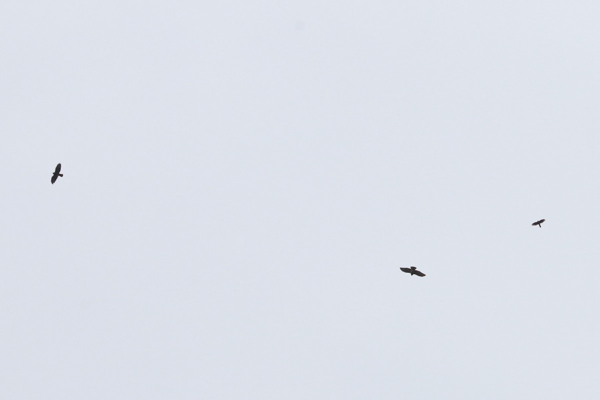 Broad-winged Hawk - Debra Rittelmann