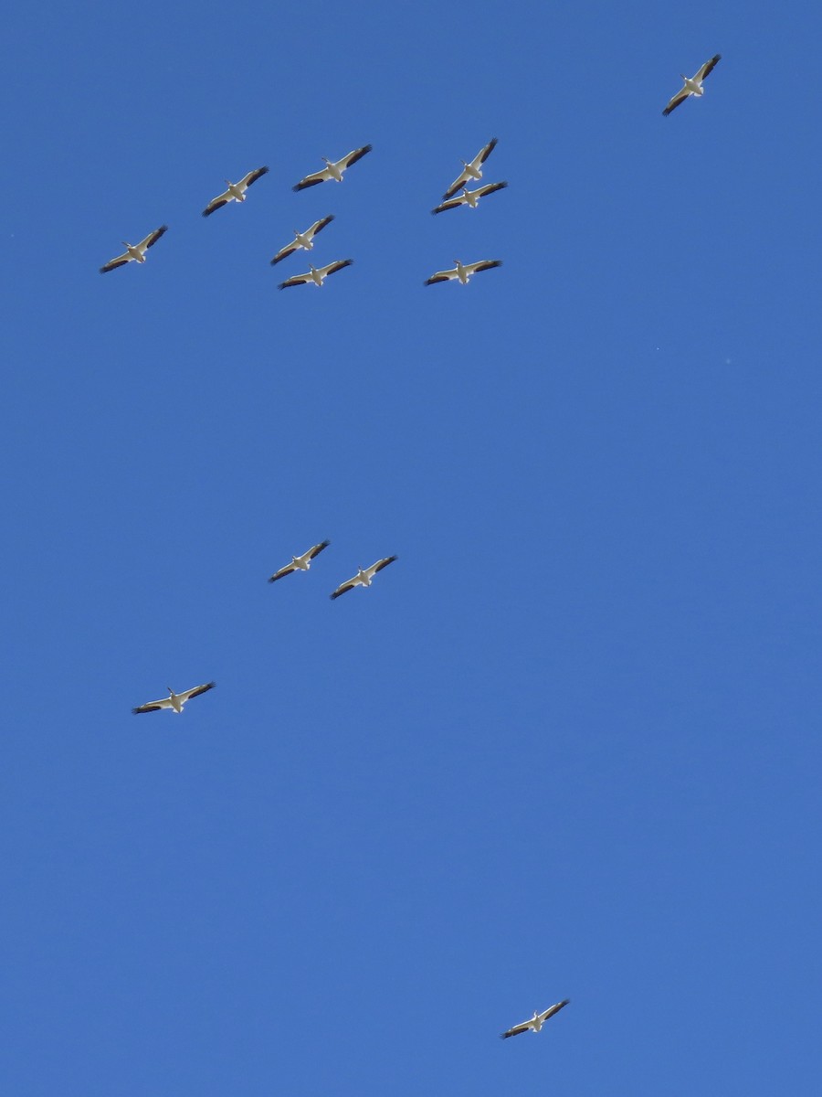 American White Pelican - ML617734540