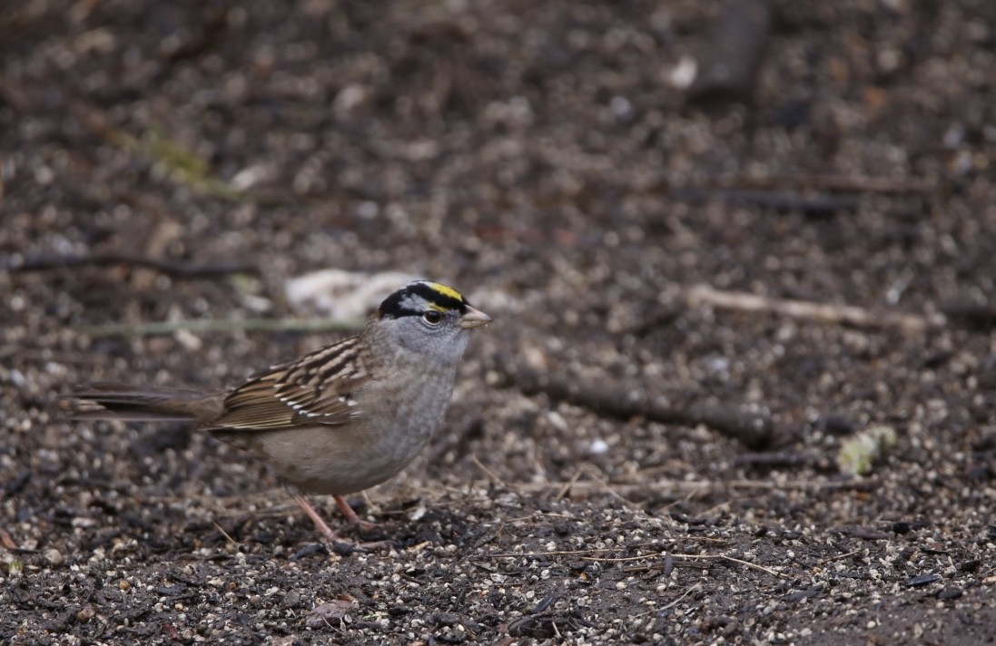 White-crowned x Golden-crowned Sparrow (hybrid) - ML617734545
