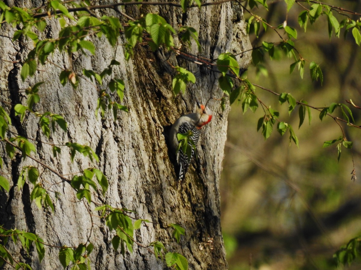 Red-bellied Woodpecker - Bob Bryerton