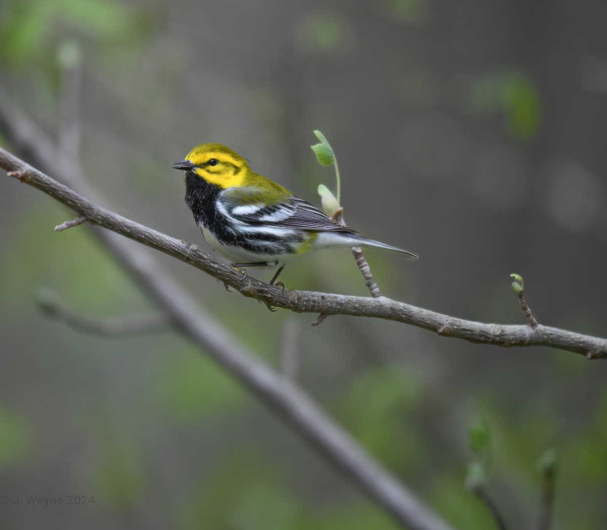 Black-throated Green Warbler - ML617734556