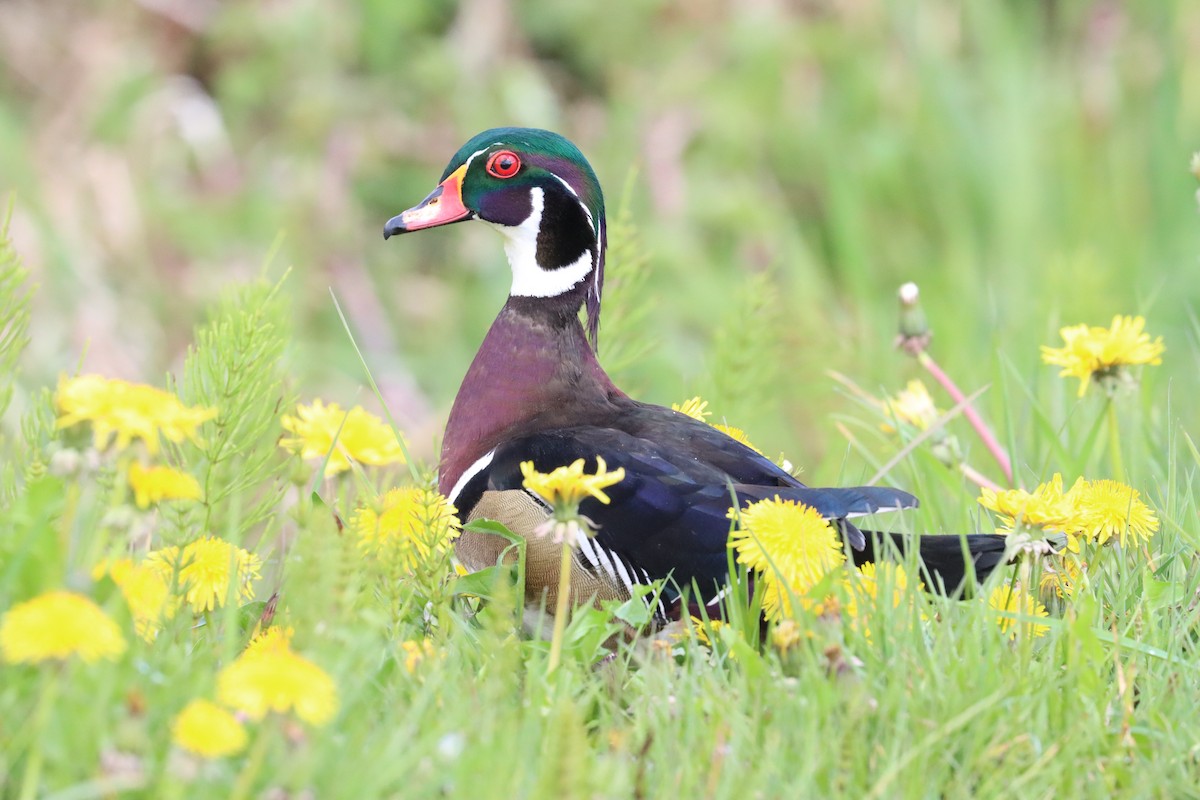 Wood Duck - Mike Farnworth