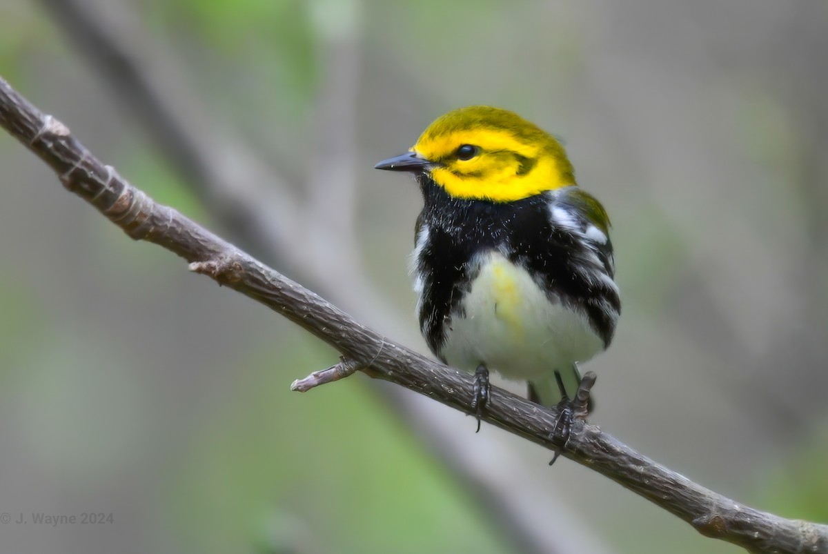 Black-throated Green Warbler - ML617734565