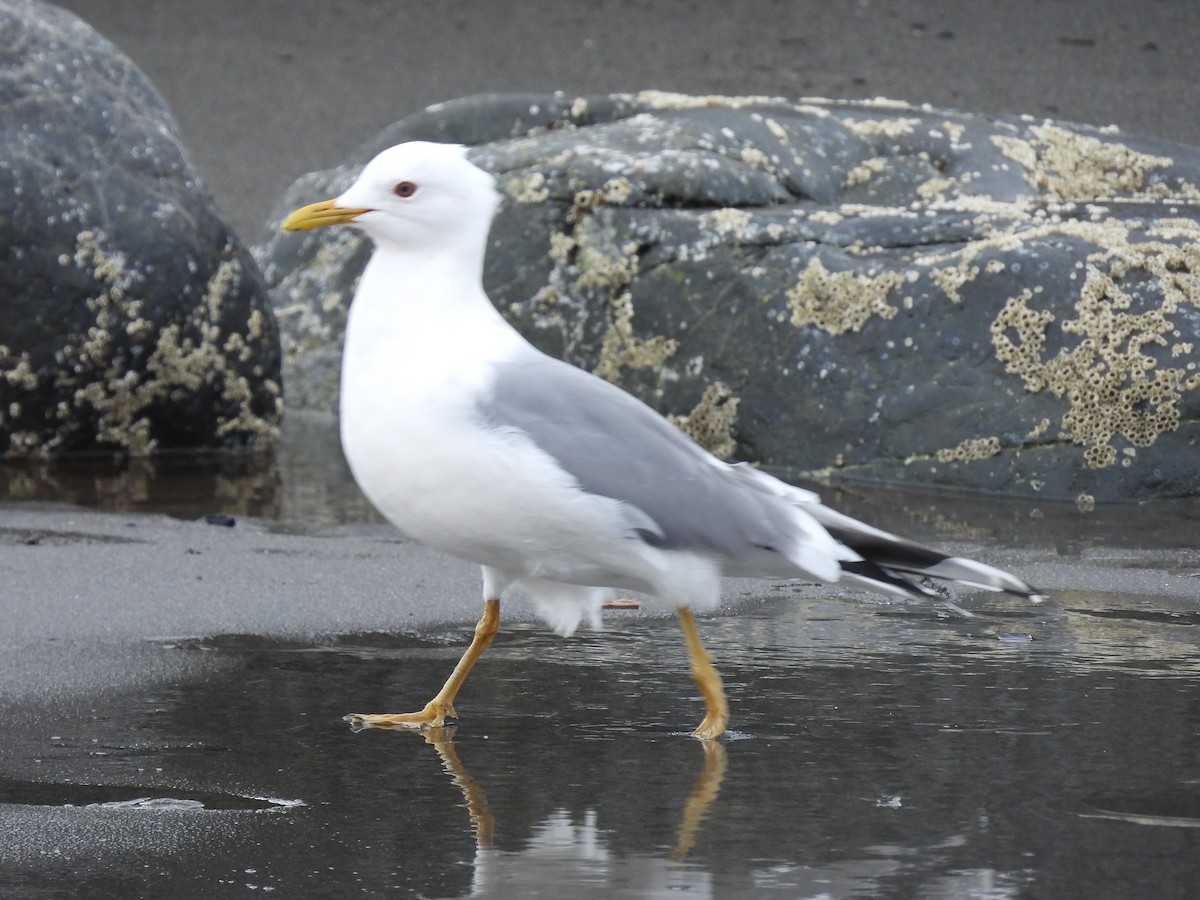 Short-billed Gull - ML617734571