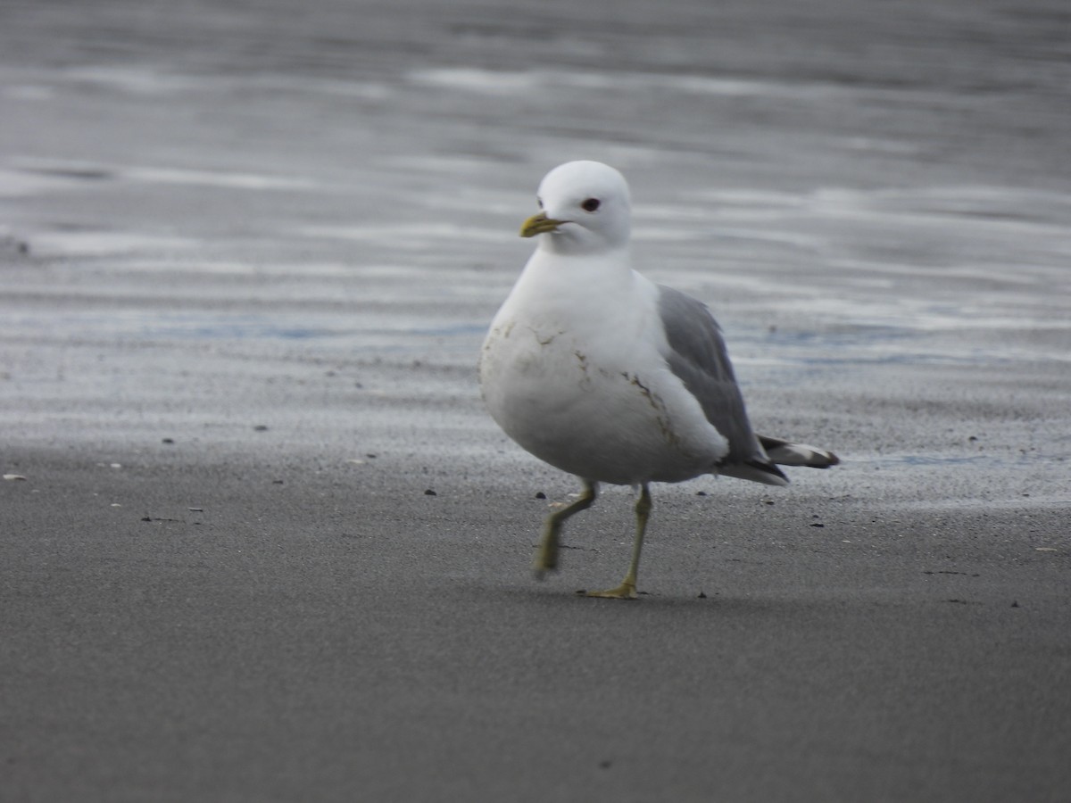 Short-billed Gull - ML617734572