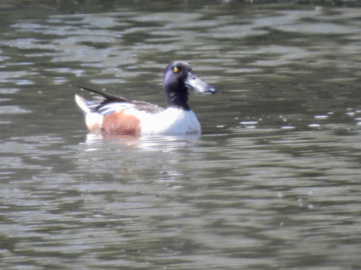 Northern Shoveler - ML617734583